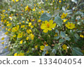 Yellow flower 133404054