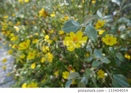 黃花 133404054
