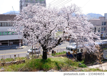 Spring weather, cherry blossoms and train Spring weather, cherry blossoms and train 133404055