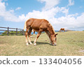 Horses eating grass in the meadow under the blue sky 133404056
