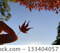 Maple and blue sky 133404057