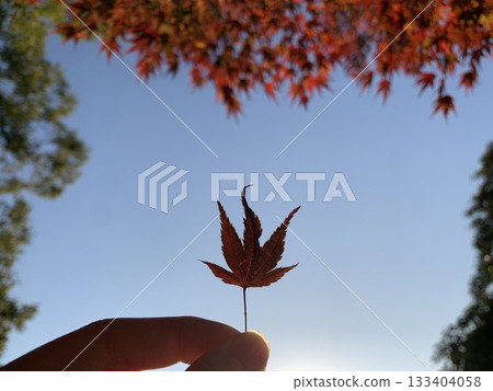 Hand holding autumn leaves Hand holding autumn leaves 133404058