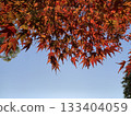 Bright red leaves and blue sky 133404059