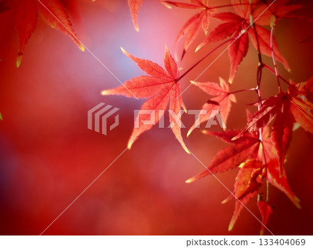 Bright red autumn leaves Bright red autumn leaves 133404069