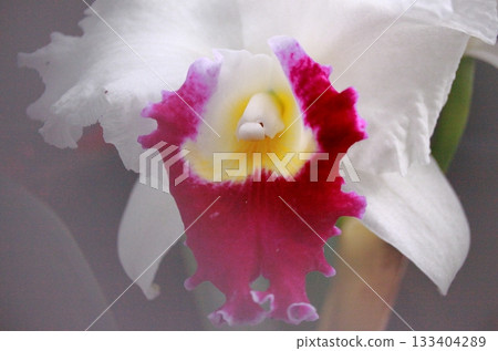 蘭花皇后,紅白卡特蘭中心焦點 蘭花皇后,紅白卡特蘭中心焦點 133404289