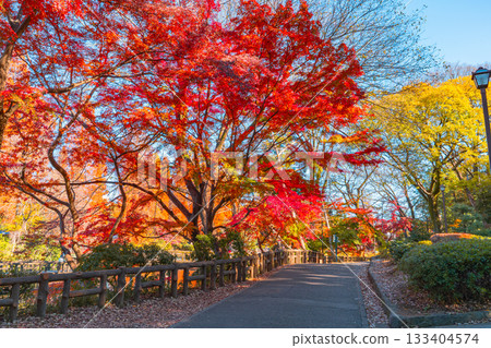 Autumn foliage at Inokashira Park (Musashino City and Mitaka City, Tokyo) Autumn foliage at Inokashira Park (Musashino City and Mitaka City, Tokyo) 133404574