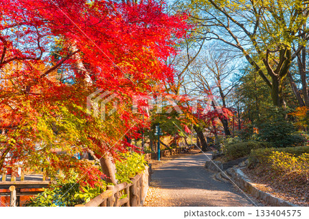 井之頭公園的紅葉（東京都武藏野市、三鷹市） 133404575