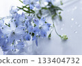 Close-up of a transparent light blue delphinium and water droplets 133404732