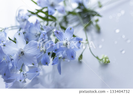Close-up of a transparent light blue delphinium and water droplets 133404732