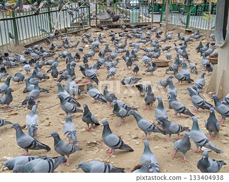 Delhi , india - humayun tomb , pigeons, Picture of pigeons in delhi 10 august 2025 Delhi , india - humayun tomb , pigeons, Picture of pigeons in delhi 10 august 2025 133404938