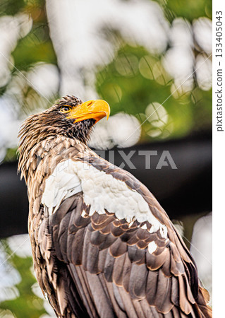 一張特寫照片,展現了一隻神情威嚴的虎頭海雕。 一張特寫照片,展現了一隻神情威嚴的虎頭海雕。 133405043