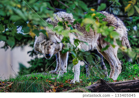 一隻狼正從樹叢中窺視。 133405045