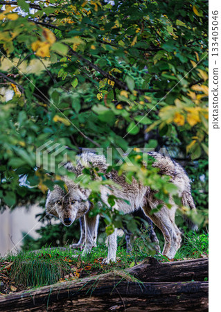 A wolf's gaze in the forests of Hokkaido 133405046