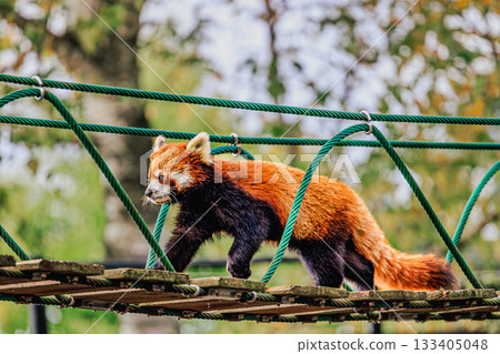 Adventurous Red Pandas and the Autumn Zoo Adventurous Red Pandas and the Autumn Zoo 133405048