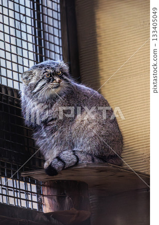 A quiet moment for Pallas's cat A quiet moment for Pallas's cat 133405049