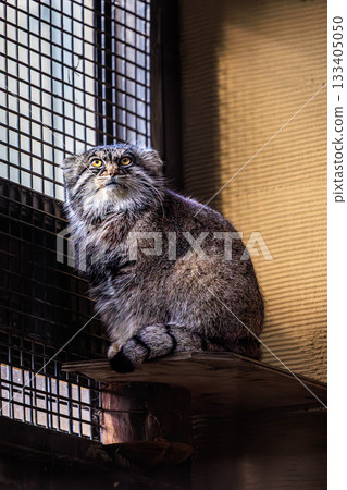 帕拉斯貓讓你體驗蒙古的野性之美 133405050