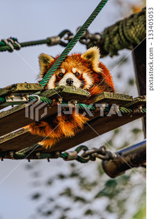 The expression of a red panda resting on a suspension bridge 133405053
