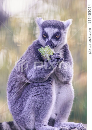 A close-up photo of a cute ring-tailed lemur in its natural state 133405054