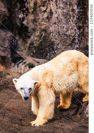 A polar bear with a stern expression 133405056