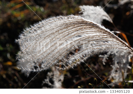Susuki swaying in the wind 133405120