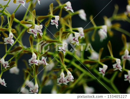 可愛的娃娃狀蘭花,Evidendrum 可愛的娃娃狀蘭花,Evidendrum 133405227