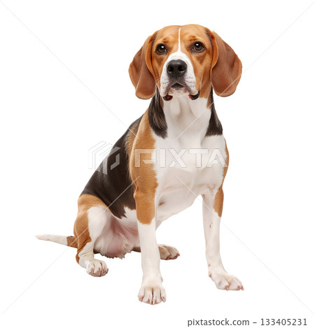 Beagle Sits Proudly Indoors With Alert Expression and Soft Fur Coat During a Sunny Afternoon 133405231