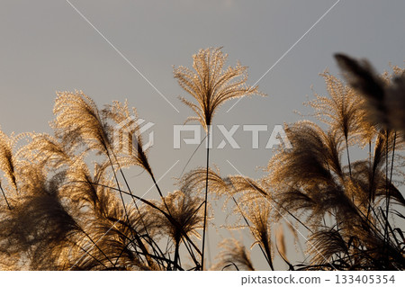 Susuki被日落照亮 133405354