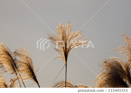 Susuki被日落照亮 133405355