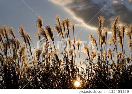 Susuki illuminated by the sunset 133405359