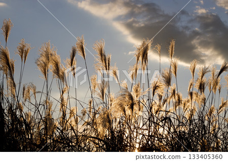 Susuki illuminated by the sunset 133405360