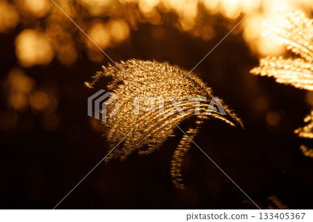 Susuki被日落照亮 133405367