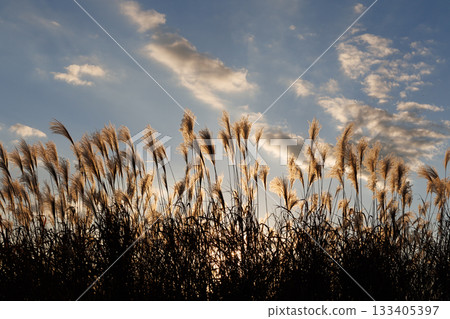 Susuki被日落照亮 133405397