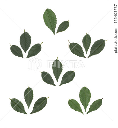 Green elm leaves arranged in natural botanical pattern isolated on white background, herbarium composition with symmetrical leaf groups for eco design and decoration Green elm leaves arranged in natural botanical pattern isolated on white background, herbarium composition with symmetrical leaf groups for eco design and decoration 133405787