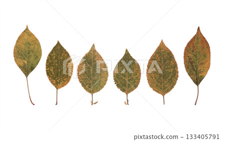 Dried autumn leaves arranged in a simple row on a clean white background, natural foliage in warm seasonal tones 133405791