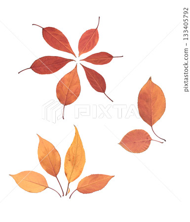 Dried red apple tree leaves arranged in natural flat lay composition on white background, pressed autumn foliage with organic texture and herbarium style botanical aesthetic Dried red apple tree leaves arranged in natural flat lay composition on white background, pressed autumn foliage with organic texture and herbarium style botanical aesthetic 133405792