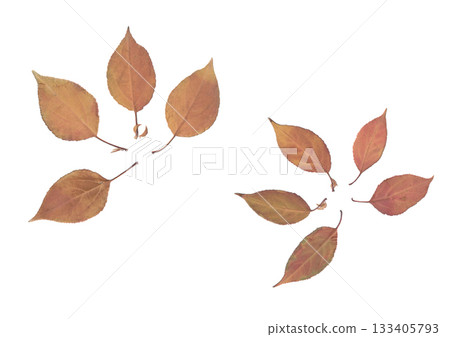 Red apple tree leaves arranged in decorative flat lay composition on white background, dried and pressed autumn foliage herbarium for botanical design, natural eco concept and seasonal decoration Red apple tree leaves arranged in decorative flat lay composition on white background, dried and pressed autumn foliage herbarium for botanical design, natural eco concept and seasonal decoration 133405793