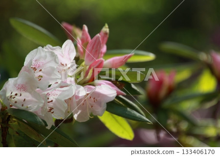 Rhododendron blooming in the sunlight filtering through the trees 133406170