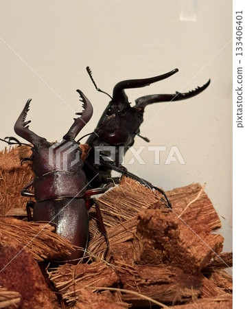 Two Sawtooth Stag Beetles 133406401
