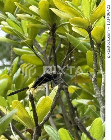 Dragonfly stopping on a tree 133406422