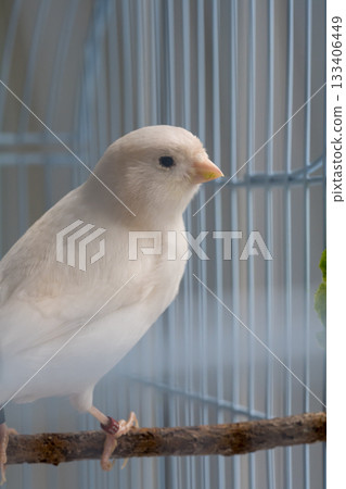 Close-up white canaries inside a cage, pet bird concept Close-up white canaries inside a cage, pet bird concept 133406449