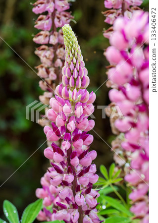 Pink lupine flowers in the garden, abstract floral background Pink lupine flowers in the garden, abstract floral background 133406472