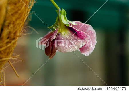 Pink pansy flower with rain water drops, abstract moody floral background Pink pansy flower with rain water drops, abstract moody floral background 133406473