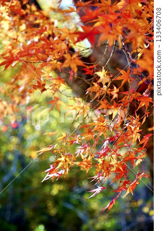 Scenery of bright red autumn leaves Scenery of bright red autumn leaves 133406708
