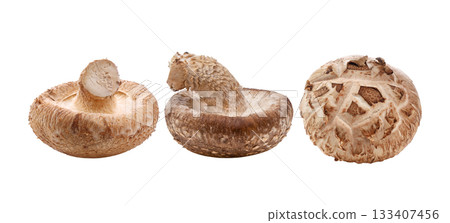Shiitake mushrooms on white background 133407456