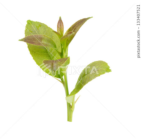 Young leaves on white background Young leaves on white background 133407521