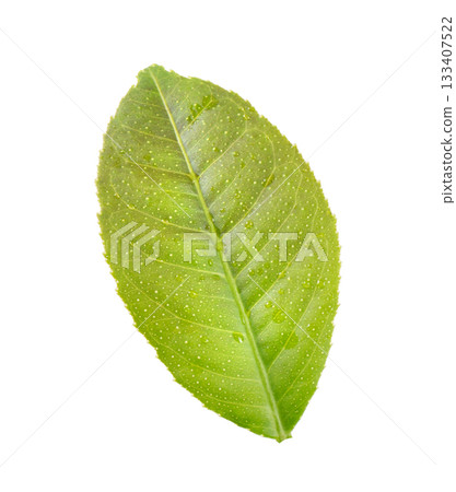 Young leaves on white background Young leaves on white background 133407522