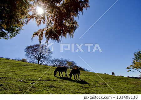 倉池公園牧場和馬的寧靜景色 133408130