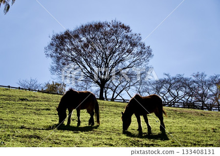 The peaceful scenery of the ranch and horses at Kuragaike Park The peaceful scenery of the ranch and horses at Kuragaike Park 133408131