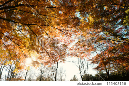 Autumn leaves trees Autumn leaves trees 133408136