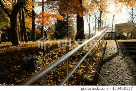 Path of fallen leaves 133408137